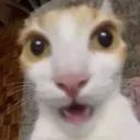 catriny45460383 avatar
