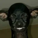 keleponbasi