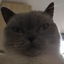 mangodarksigma67