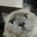 microsoftesmierda avatar