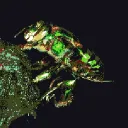bugsycorlione