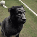 marcosgri