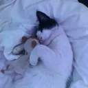 cat._bag