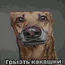 kytygoldcaseclciker_38593