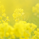 菜の花