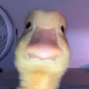 ghwif avatar