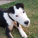 pato_m0301_60121 avatar