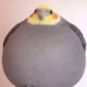 inroqt