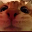 ilikecats438