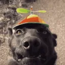 brentdoesbeaks avatar