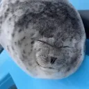 rynoxzx