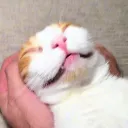 maguravt