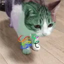 aircatdonut_