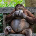 daonhatminh_34256 avatar