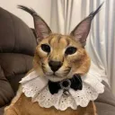floppa670211 avatar