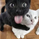 totallynotdevvy