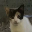 fxttitene