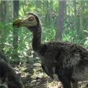 lonelydodo