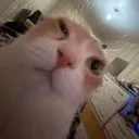 nashepipipi avatar