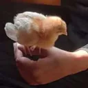 1thecommander avatar