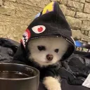 zenfywtf