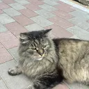 ezovskiy