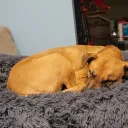 drsausagejr1111