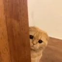 shykitty.ai avatar