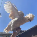 imreallyandrew avatar