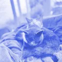 unknowncatsdev