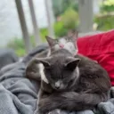 unknowncatsdev