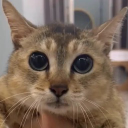 toletolethecat