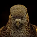 austrian_pigeon avatar