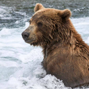 grizzly_13000