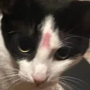 soowonandthecats