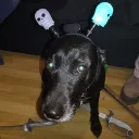 frostborn_lucky avatar