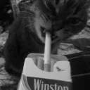 fastek__