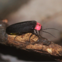 avatar Phlopsi | 141‱ 🐢