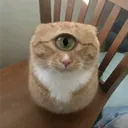 9tqu