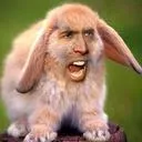 eugene_goat