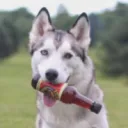 dogeeri