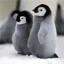 penguinthequacker avatar
