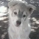 Аватар denislore1