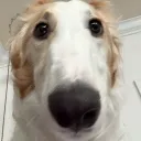 joshyboi avatar