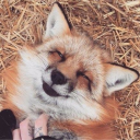 faggotfox#7492's avatar