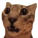 z_cxr
