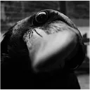 delphine_crow