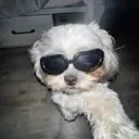 sluxion avatar