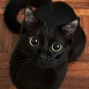 cutiecat1232