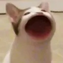 saijahn._ avatar